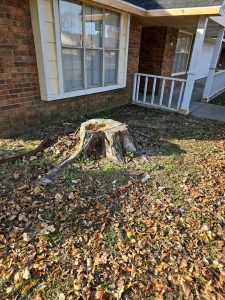 Stumps Grinding W Mockingbird Ln Rogers, Ar (1)